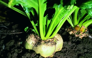 Sugar beet BARTAVELLA | BARTAVELLA in soil