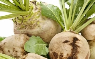 Свекольные корнеплоды с ботвой на белом фоне - БЕРНАШ