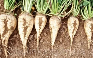 Билоцеркивский ЧС 90