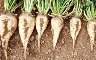 Свекольные корнеплоды сорта БОРИСЛАВ на земле