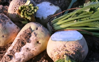 Свекольные корнеплоды с ботвой на земле - Брин