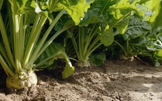 Sugar beet growing in soil - BS 04