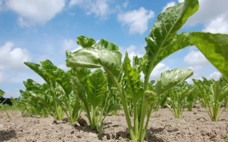 Ряды молодых растений сахарной свеклы на поле под голубым небом - БТС 9975