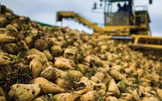 Pile of sugar beets with yellow harvester in background - Jenny