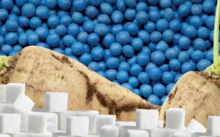 Свекла и сахарные кубики на фоне синих шариков - ЭКСПЕРТ