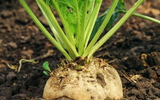 Seedling of sugar beet variety GALLANT in soil