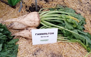 Свекла сорта Гамільтон на выложенной соломе с табличкой - ГАМИЛЬТОН