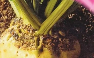 Семена сахарной свеклы с надписью БУРЯК ЦУКРОВИЙ - Гелиос