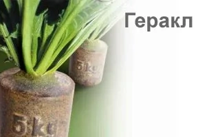 Семена сахарной свеклы Геракл в бумажных пакетах