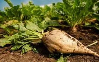 Свекольная ботва и корнеплод на земле - ГРИММ