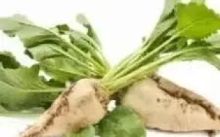 Свекольная ботва с корнями на белом фоне - ИЦБ 0802