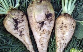 Три корнеплода сахарной свеклы на зелёной траве - Импакт