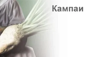 Корнеплод сахарной свеклы Кампаи на фоне