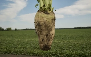 Свекольная ботва на фоне зеленого поля - КАРПАТИ