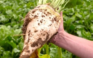 Рука держит корнеплод сахарной свеклы на фоне зелёного поля - Козак