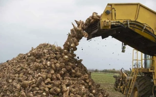 Кубанський ЧС 36