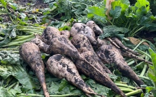Свекольные корнеплоды сорта Лимозине на фоне зелени