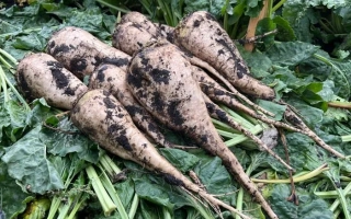 Свекольные корнеплоды с землей на фоне зелени - Малибу