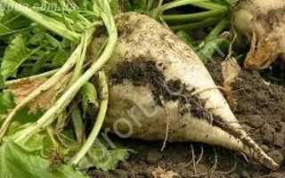 Свекольная ботва и корнеплод сорта Милорд на земле