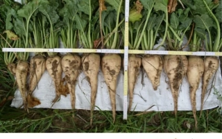 Beetroot variety SweetLife on white background - MS 849