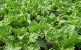 Field of sugar beet variety MS 861