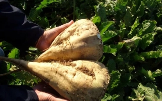 Руки держат три корнеплода сахарной свеклы на фоне зелёных листьев. - МУРРЕЙ