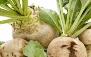 Beetroot roots with green tops on white background - NEUTRINO