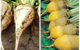 Свекольные корнеплоды сорта Оти на земле и в упаковке