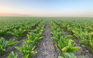 Field of sugar beet POL 148 - PUL 148