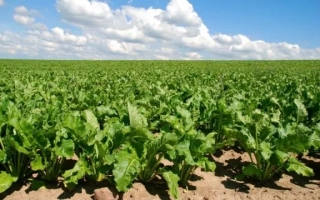 Sugar beet field POL 165