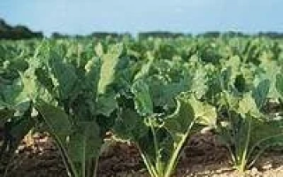 Sugar beet field POL 193