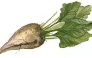 SUGAR BEET POL-X 46705