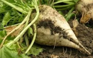 Свекольная ботва и корнеплод сахарной свеклы на земле - ПОРТЛАНД