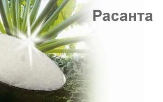 Свекла Расанта на лопатке с ярким светом