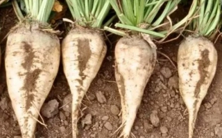 Четыре корнеплода сахарной свеклы на земле - РК 7