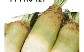 Bag of sugar beet seeds F1 RMS 121