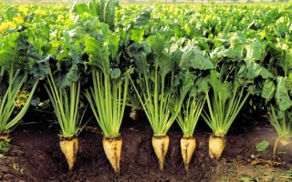 Сахарная свекла 1030 в поле