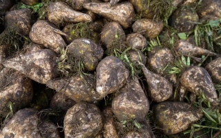 Куча свекольных корнеплодов на земле - 309/96