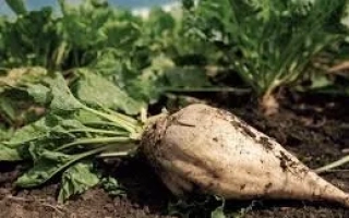 Сандпайпер Смарт