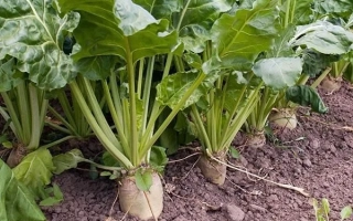 Сахарная свекла Селена в поле