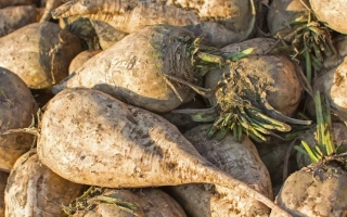 Sugar beet roots of the SEMERKA variety