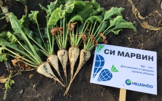 Sugar beet seeds SI MARVIN on soil with label