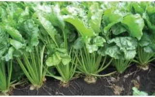 Снежанна Rz Сr F1