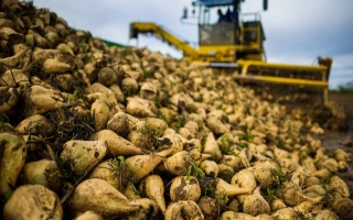 Pile of sugar beets with yellow harvester in background - ST 001 M