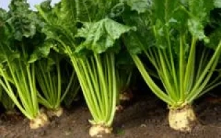 Сахарная свекла Тиза на поле