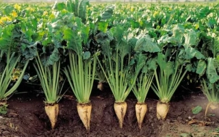 Sugar beet variety TROJKA in field
