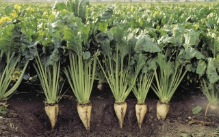 УЛАДОВСКАЯ ОДНОСЕМЯННАЯ 35