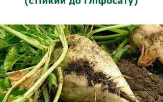 Свекла с надписью «АВАЛОН РС» (стойкий до глифосату) - Витара