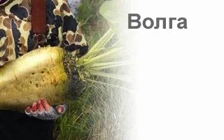 Золотой мешок с семенами сорта Волга на фоне декоративных элементов