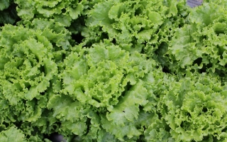 Салат АБРЕК на грядке